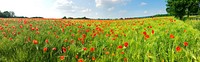 Red poppy field. Free public domain CC0 image.