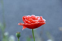 Orange poppy background. Free public domain CC0 photo.