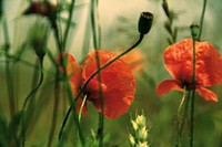 Orange poppy background. Free public domain CC0 image.