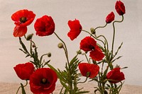 Red poppy background. Free public domain CC0 image.