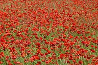 Red poppy background. Free public domain CC0 photo.