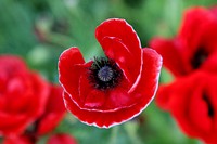 Red poppy background. Free public domain CC0 image.