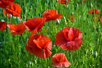 Red poppy background. Free public domain CC0 image.