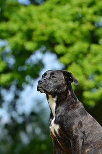 Black dog in a park. Free public domain CC0 photo.