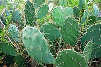 Prickly pear cactus background. Free public domain CC0 image.