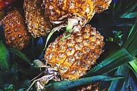 Pile of pineapple fruit. Free public domain CC0 image. 