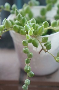 String of pearls background. moarning