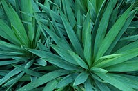 Close up green grass. Free public domain CC0 photo.