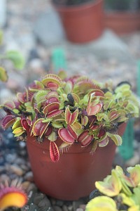 Venus flytrap. Free public domain CC0 image.