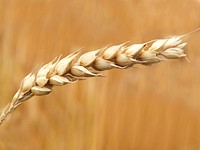 Wheat plant closeup. Free public domain CC0 photo.