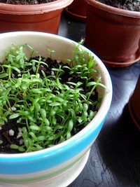 Sprouts and plants. Free public domain CC0 photo