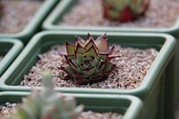 Succulent background. Free public domain CC0 image.