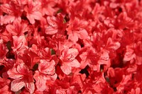 Red flower background. Free public domain CC0 photo.