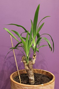 Potted plant. Free public domain CC0 image.