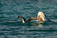 Shark hunting a seagull. Free public domain CC0 photo/image.