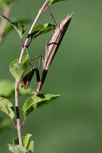 Grasshopper photo. Free public domain CC0 image.