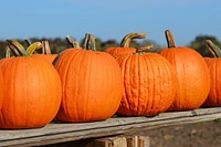 Closeup on many pumpkins. Free public domain CC0 photo.