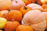 Variety of pumpkins in a pile. Free public domain CC0 photo.