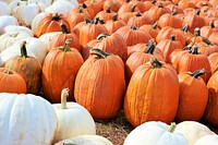 Field full of pumpkins. Free public domain CC0 photo.