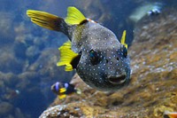 White spotted puffer fish closeup. Free public domain CC0 photo.