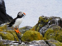 Puffin bird holding fish. Free public domain CC0 image.