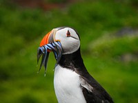 Puffin bird holding fish closeup. Free public domain CC0 photo.