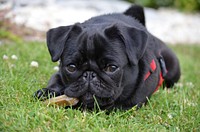 Black puppy lying on grass. Free public domain CC0 photo.