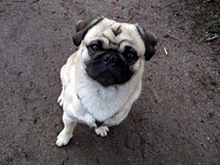 Pug dog. Free public domain CC0 photo.