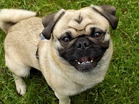 Pug dog. Free public domain CC0 photo.