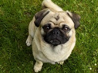 Pug standing on grass. Free public domain CC0 photo.