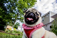 Pug dog wearing red shirt. Free public domain CC0 photo.