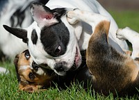 Dogs playing together on grass. Free public domain CC0 photo.