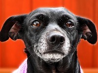 Black dog close up face. Free public domain CC0 photo.