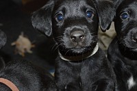 Black puppy. Free public domain CC0 photo.