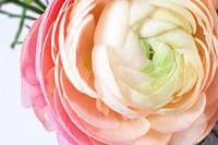 Pink ranunculus background. Free public domain CC0 photo.