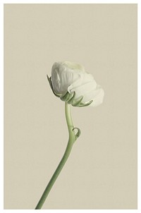 White ranunculus. Free public domain CC0 photo.