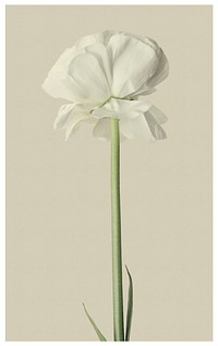 White ranunculus. Free public domain CC0 photo.