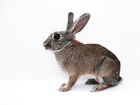 Cute rabbit on white background. Free public domain CC0 image.