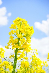 Rape flower. Free public domain CC0 image.