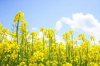 Rape flower. Free public domain CC0 image.