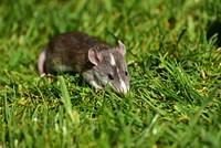 Cute mouse walking on grass. Free public domain CC0 image.