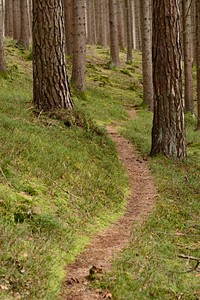 Aesthetic forest, nature background. Free public domain CC0 photo.