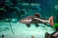 Redtail catfish close up. Free public domain CC0 photo.