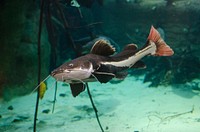 Redtail catfish close up. Free public domain CC0 photo.