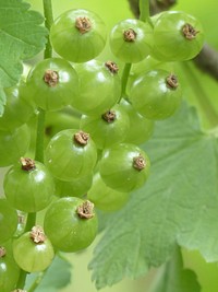 Closeup on unripe currant berries. Free public domain CC0 photo.