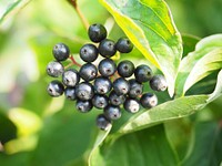 Closeup on black dogwood berries. Free public domain CC0 photo.