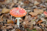 Red mushroom hat, fly agaric toadstool. Free public domain CC0 image.