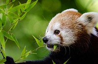 Cute red panda background, wildlife image. Free public domain CC0 photo.