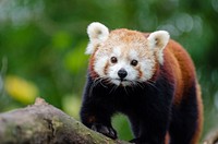 Cute red panda background, wildlife image. Free public domain CC0 photo.