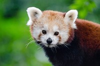 Cute red panda background, wildlife image. Free public domain CC0 photo.